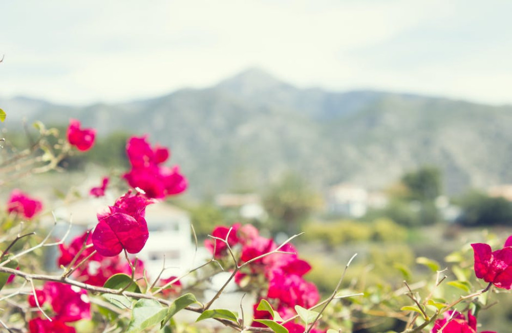 Zin in een Spaanse tuin? Ga voor inspiratie naar Playa de Muro op Mallorca!