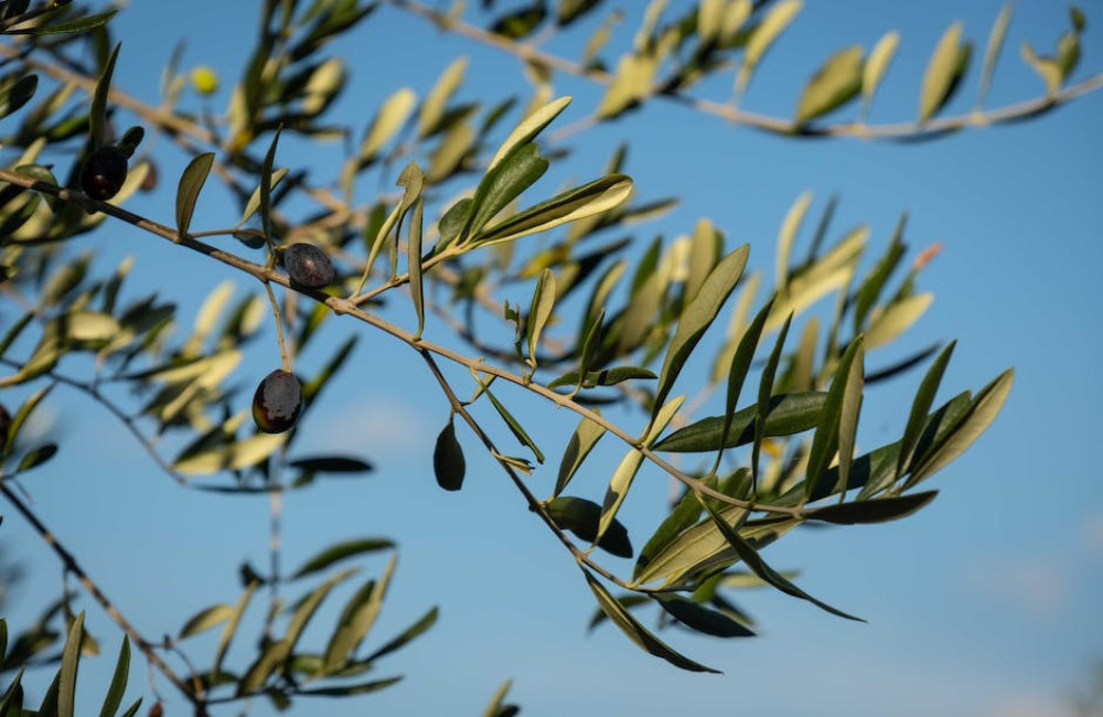 Welke plantensoorten uit Mallorca doen het ook goed in Nederland?