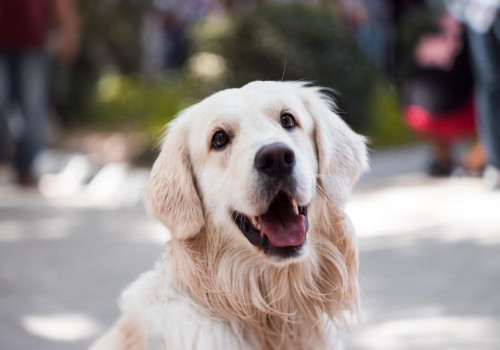 Wat je moet weten om je hond gezond te voeden