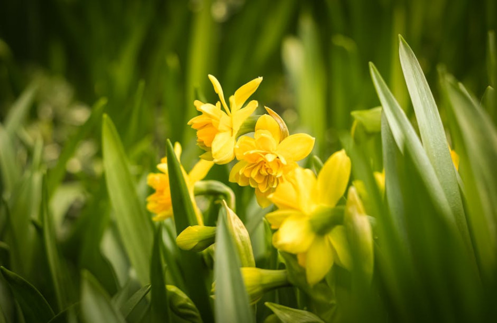 Welke unieke planten vind je alleen in Griekenland?