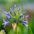 Welke plantensoorten op Sardinië zijn ook geschikt voor in een Nederlandse tuin?